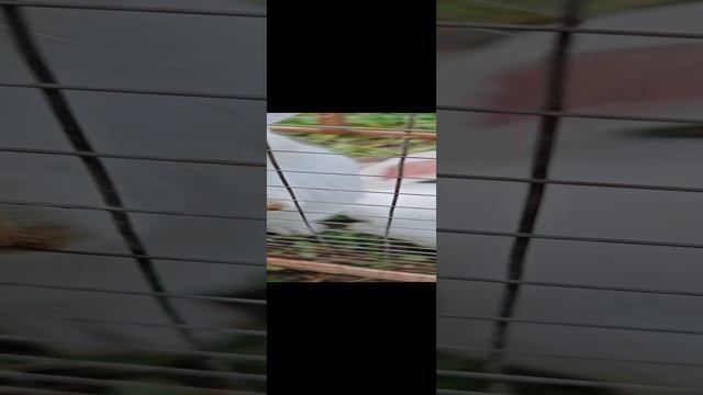Креативная газонокосилка