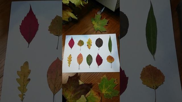 Count autumn leaves... 1..2..3 little leaves_Song for kids