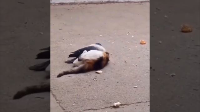 А что так бывает?
