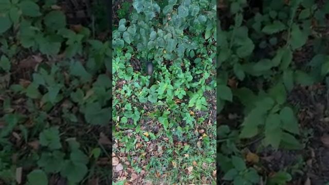 Белки #парк заповедник царицыно #zoo дождливая погода #москва