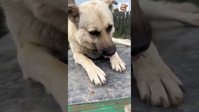 Дружба собаки и котёнка 🐈🍓🤝❤️🐕