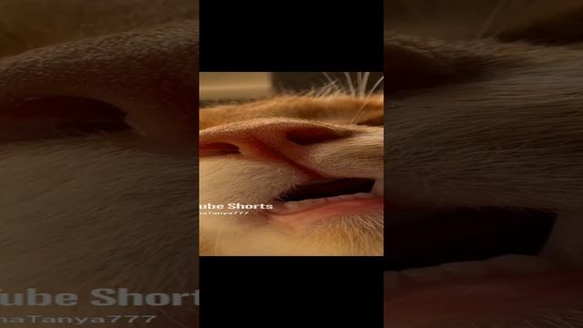 export_8739312324631405182.mp4