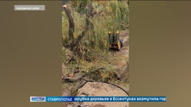 В Ессентуках возле городского озера спилили ивы