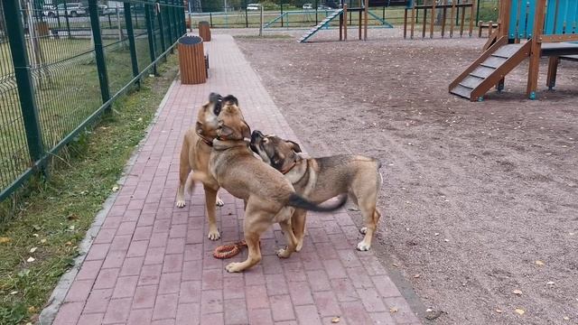 Щенки. Питомник РКФ Ласхиджи