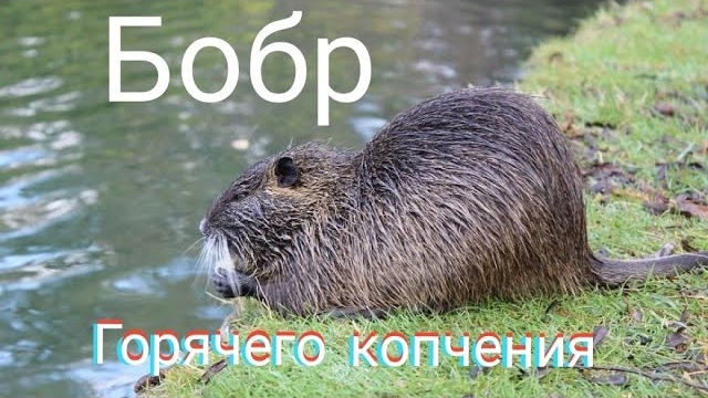 Бобр горячего копчения.