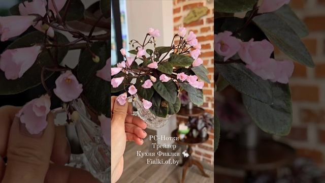 🍒🍒🍒РС-Нотки трейлер. Нежнейший сорт. Очень хорош. Видео грузим. Любуйтесь и оценивайте. Спасибо