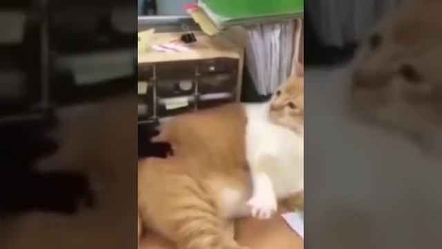 Cat Massage•⩊•