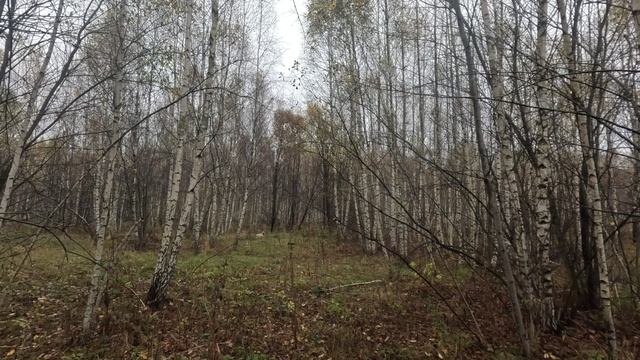 Фотий по вальдшнепу 10-10-2024