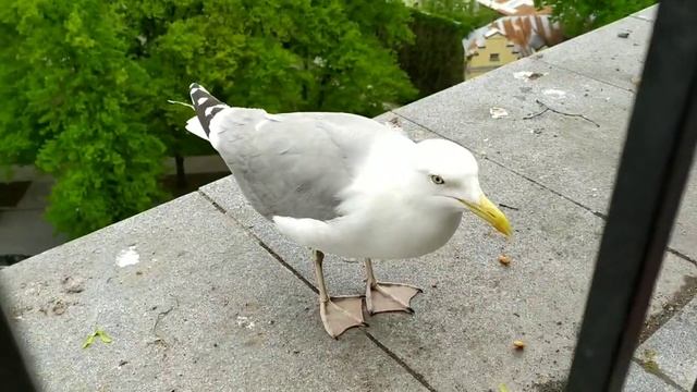 Чайка