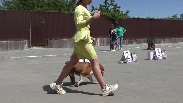 26.05.24 Смирнова (ФЕДЯ) Английский бульдог.