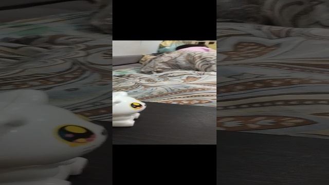 котик и акула