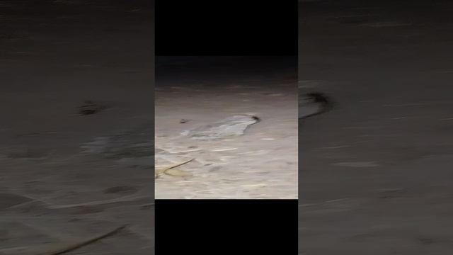 лягуха