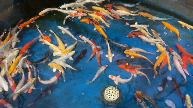 10" Premium Grade Koi from Blue Ridge Koi