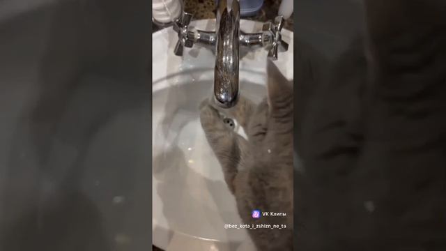 кот