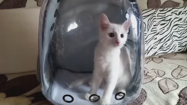 Куда я, туда и Мася!