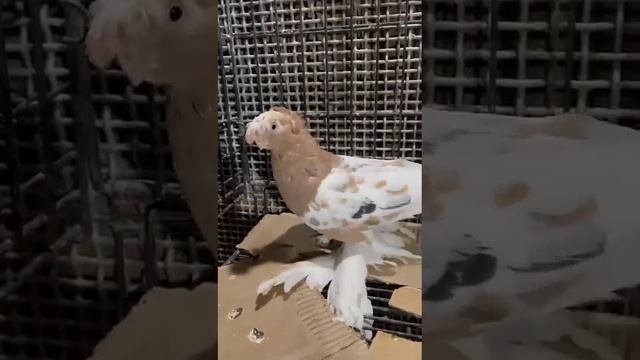 Узбекские голуби на показ есть на продажу +7 708 625 3267 (3Алик Судраб Казахстан) Pigeon Uzbekista