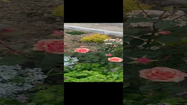 Ещё одна незнакомка в моём саду.