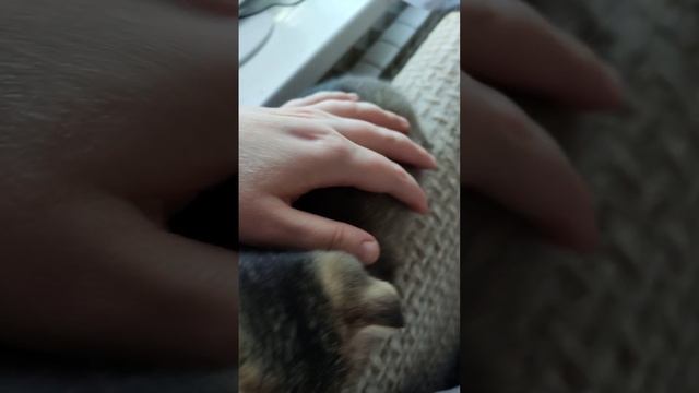 Мурчание.mp4