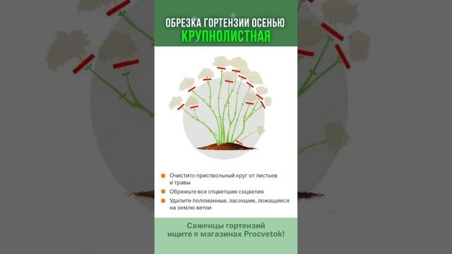 Обрежьте так гортензию осенью и будет цвести пышными шапками! Сохраняйте в закладки!