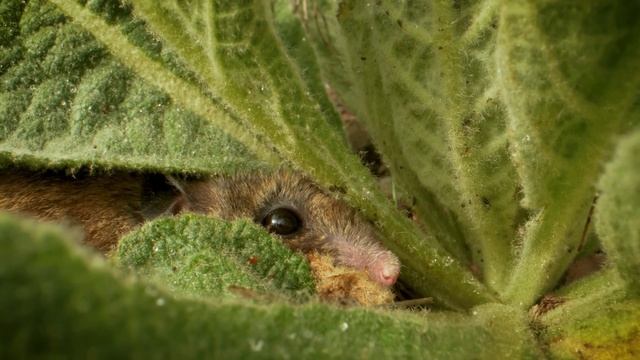 Mesmerizing Beauty Of Wildlife Under Relaxing Meditative Ambient Music!