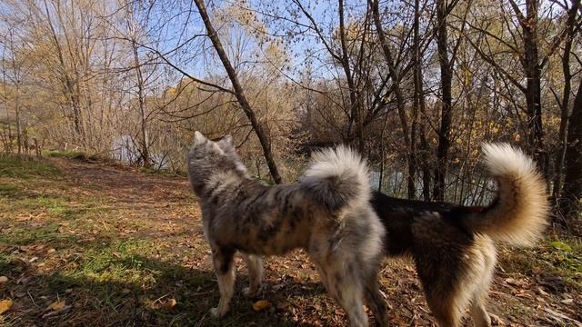 прогулка с собаками