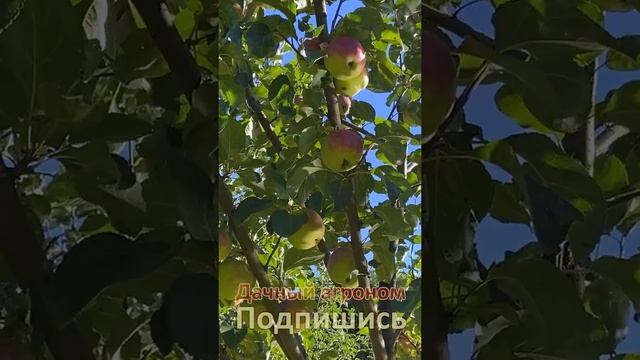 НОВИЧКАМ Что сделать в саду ПОШАГОВЫЙ план от эксперта