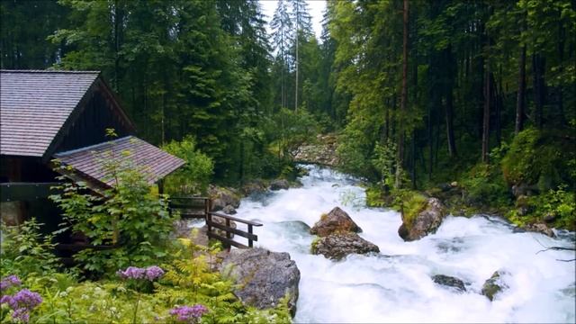 Sounds of nature, Beautiful Birdsong By The Forest River. Calm the nervous system, Relax 3 hours