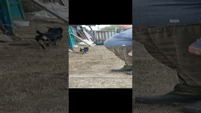 зачем нужна кошка, если собака ловит мышей