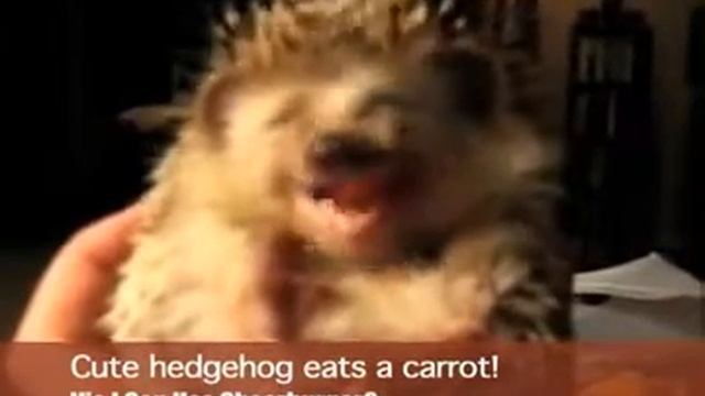 Очень смешно ежика кормят морковкой