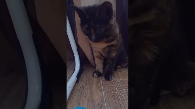 чипи чипи чипи чапа чапа чапа🐱🐱🐱🐱🐱🐱