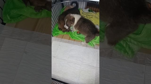 Игра.mp4