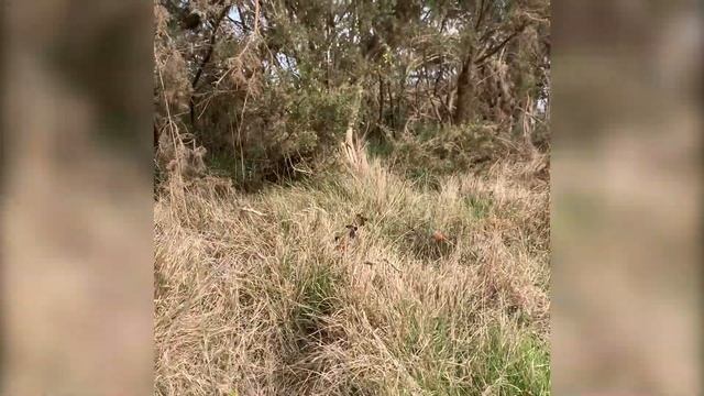 Park Views From The Side Of A Hill (Nature Visualizer)