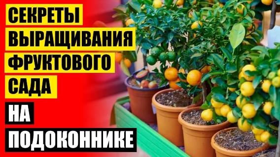 ЛУЧШИЕ КОМНАТНЫЕ РАСТЕНИЯ ДЛЯ ДОМА ЯРОСЛАВЛЬ 🔴 КАРЛИКОВЫЕ ДЕРЕВЬЯ ДЛЯ ДОМА ФРУКТОВЫЕ КУПИТЬ