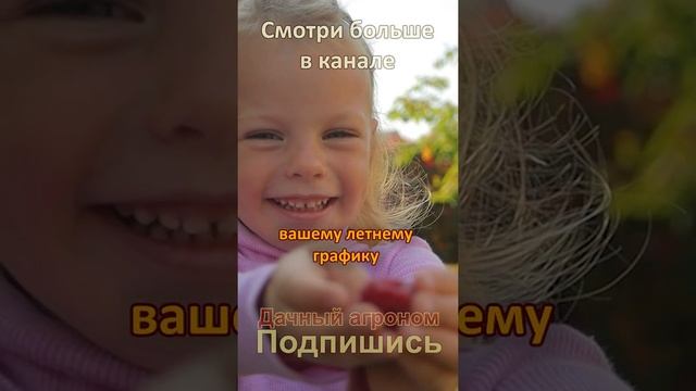 Лучший сорт малины для ВАШЕГО участка