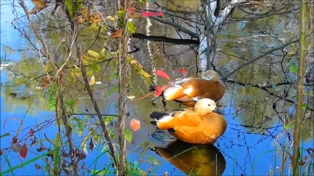 Отдых. Огари.