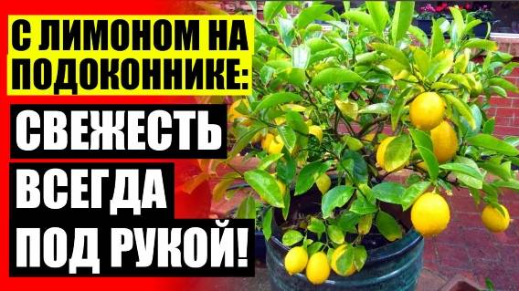 🎯 Дерево лимона из косточки ⭐ Лимонное дерево в подарок ☑