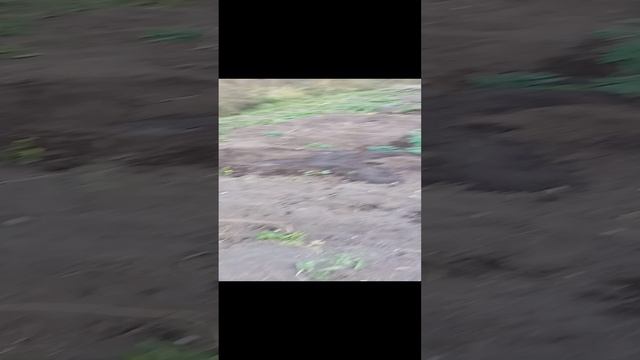 Яблоньки посадил.