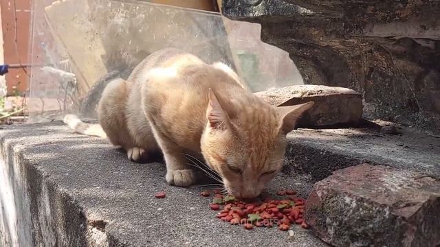 Get fed stary cats look so cute | street cats #PanhasakAndCats