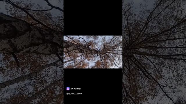 Осень🍂🍁🌾.mp4