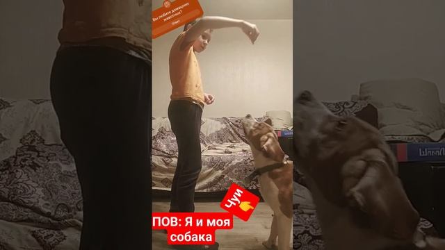 Пов: Я и моя собака по кличке "Чубака" ну или "Чуи" #shorts #реки #рекомендации #животные #собака