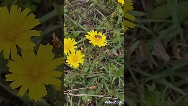 Пчела в заботах!