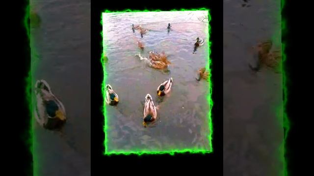 мы на речке🦆