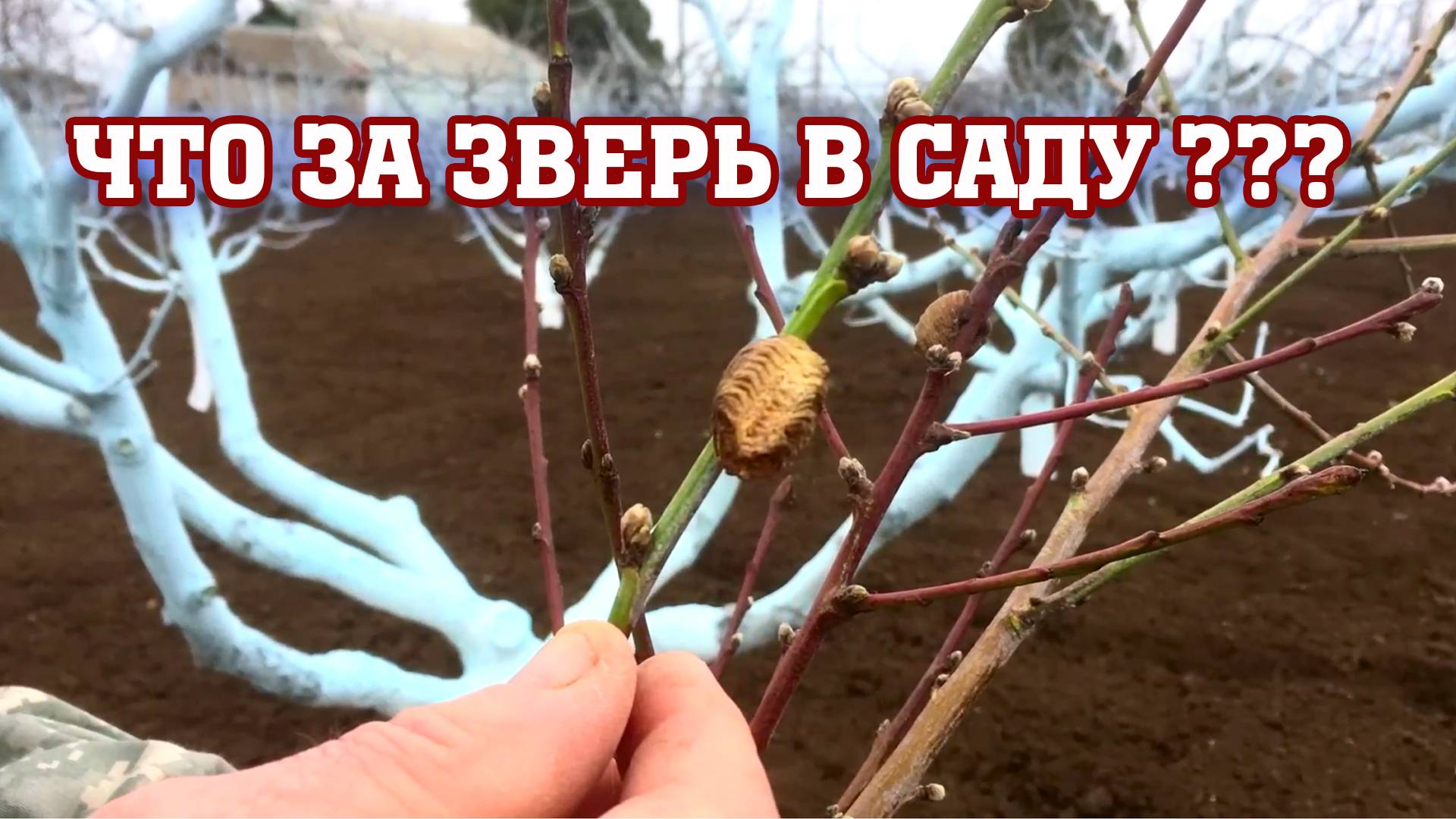 Что за ЗВЕРЬ поселился в САДУ ？？？