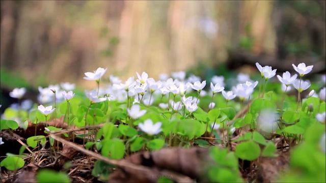 Very Gentle Beautiful Melody for the soul! Listen! BUTTERFLY