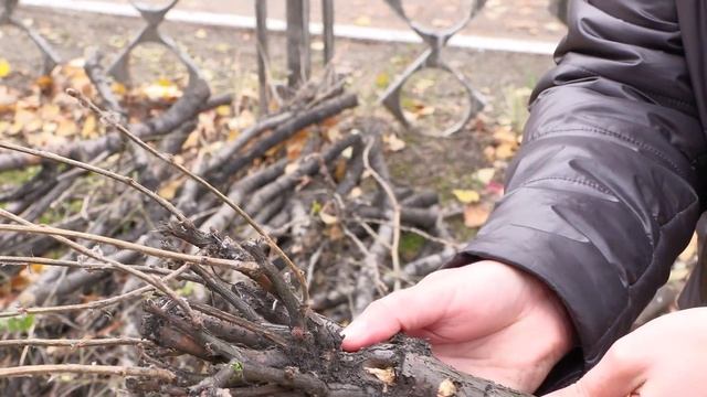 В Братске проводится ежегодная омолаживающая обрезка акаций