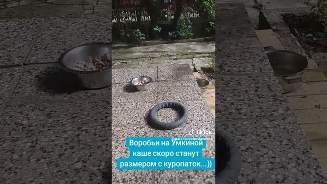 Как откормить воробья до размера куропатки?...)))