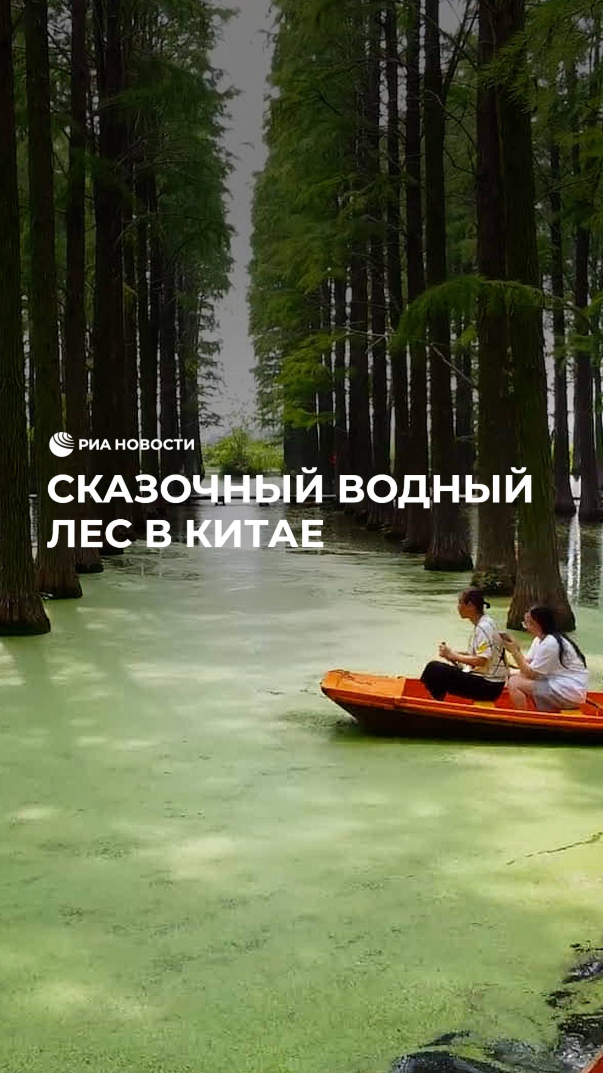 Сказочный водный лес в Китае