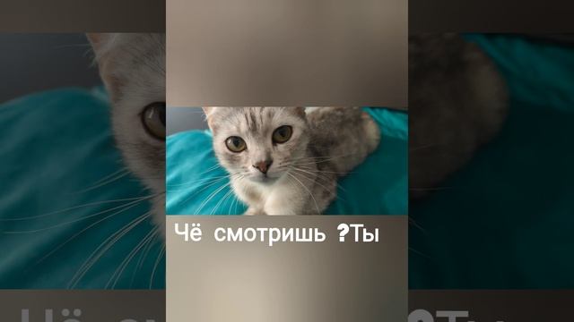 чё смотришь?