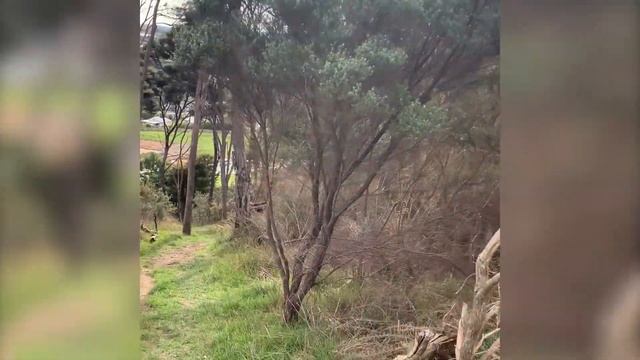 Overgrown Grass On My Bush Walk (Nature Visualizer)