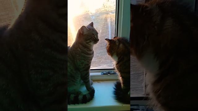Откуда такой красивый_Сеня и Ася #shorts_video #cat